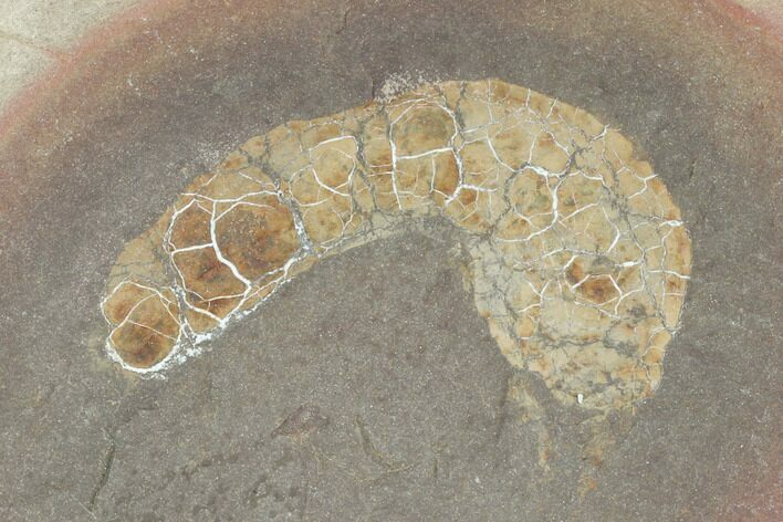 Fossil Spoon Worm (Coprinoscolex) - Illinois #120951